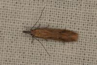 Dichomeris acuminata