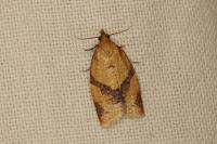 Clepsis consimilana