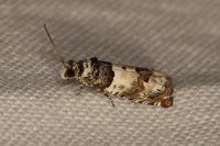 Epinotia thapsiana