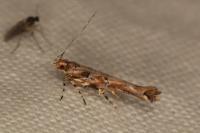Anatrachyntis badia