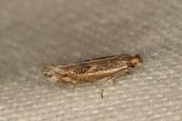 Bucculatrix