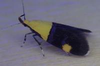 Oecophora bractella