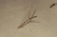 Agdistis