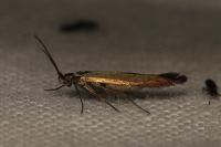 Coleophora alcyonipennella