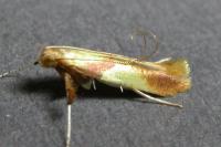 Caloptilia robustella