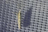 Plutella xylostella