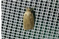 Agonopterix