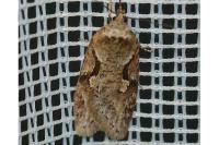Semioscopis steinkellneriana