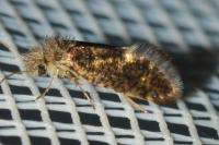 Dyseriocrania subpurpurella
