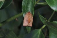 Cacoecimorpha pronubana