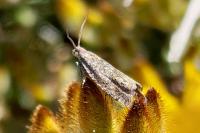 Cydia gr. succedana