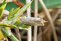 Cydia gr. succedana