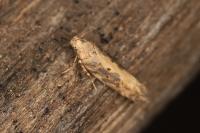 Scrobipalpa