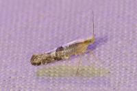 Argyresthia spinosella