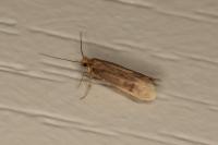 Tinea pellionella