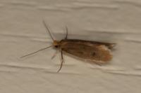 Tinea pellionella