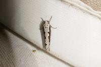 Ethmia bipunctella