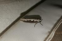 Ethmia bipunctella