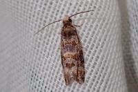 Lobesia botrana