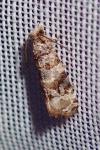 Lobesia botrana