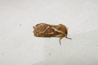 Korscheltellus lupulinus