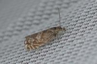 Dichrorampha plumbagana