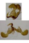 Dichrorampha plumbagana