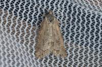 Cnephasia cupressivorana