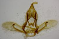 Cnephasia cupressivorana