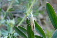 Coleophora