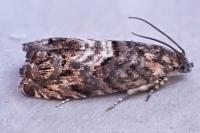 Pammene suspectana