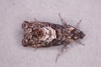 Pammene suspectana