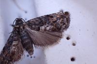 Pammene suspectana