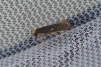Monopis nigricantella