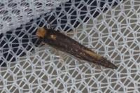 Monopis nigricantella
