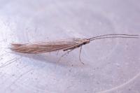 Coleophora otidipennella