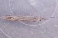 Coleophora otidipennella
