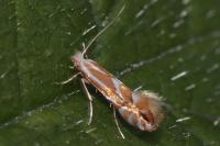 Phyllonorycter