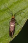 Incurvaria masculella