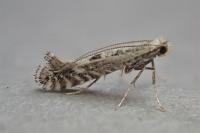 Parornix scoticella