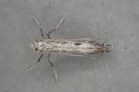 Parornix scoticella