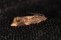 Ditula angustiorana