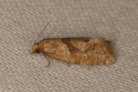 Phalonidia