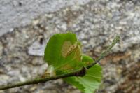 Coleophora serratella