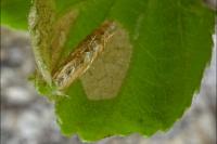 Coleophora serratella