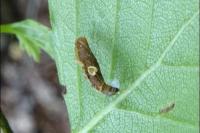 Coleophora serratella