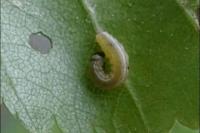 Tortrix viridana