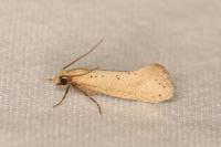 Myrmecozela ataxella
