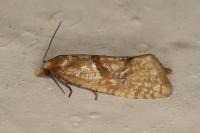 Phalonidia
