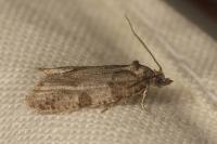 Cnephasia